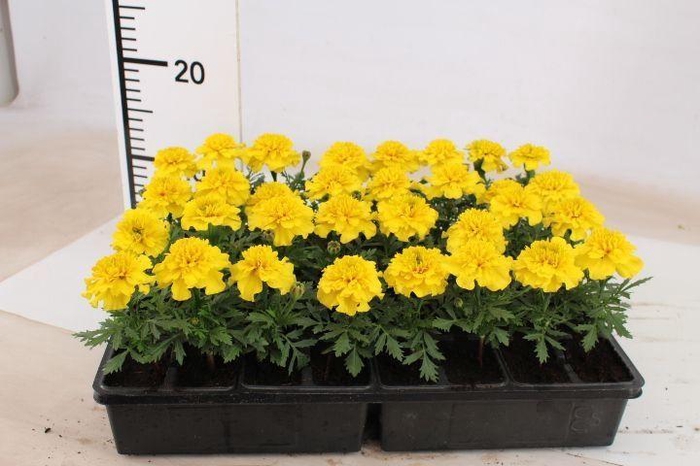 <h4>TAG OV MIXK</h4>