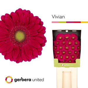 Germini Vivian Diamond