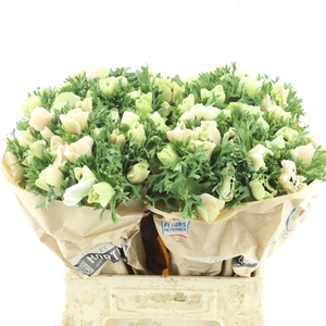 Anem Mistral White Extra