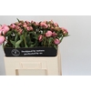 Paeonia Nick Shaylor