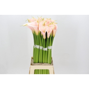 Zantedeschia Eydolls Salmon