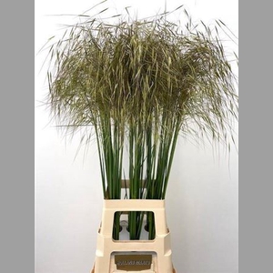 Siergras Stipa Gigantea