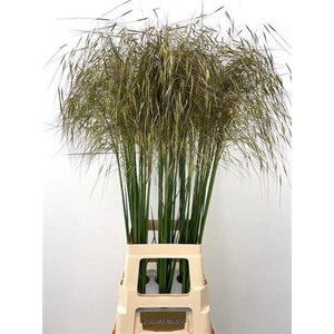 Siergras Stipa Gigantea