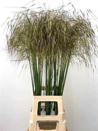 <h4>Siergras Stipa Gigantea</h4>