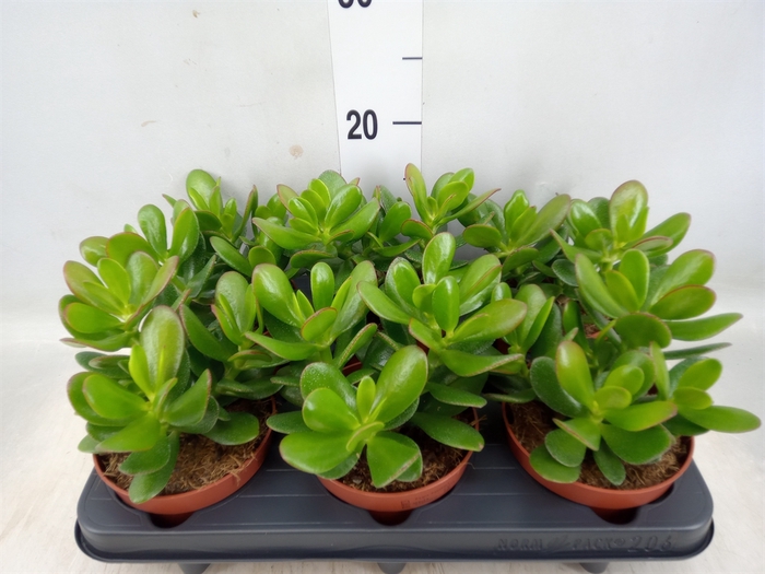 <h4>Crassula  'Magical Tree'</h4>