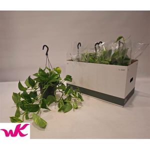 Epipremnum pinnatum hang