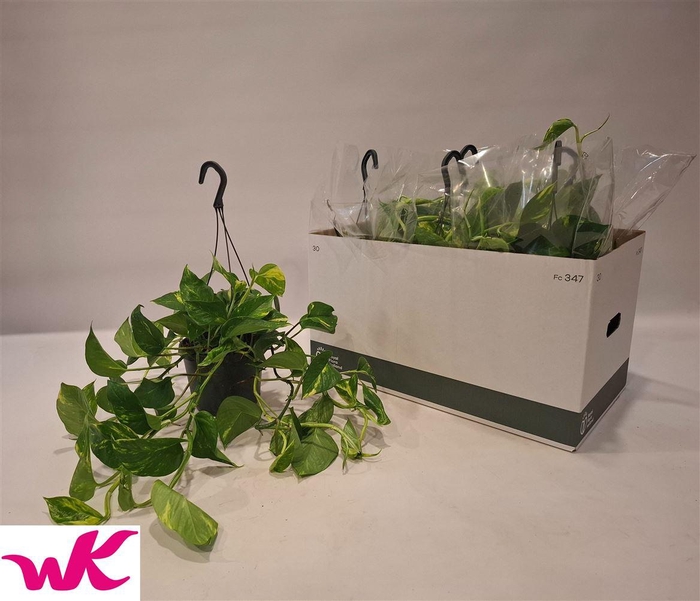 <h4>Epipremnum pinnatum hang</h4>