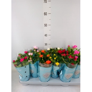 Rosa  'Beau Monde'   ...mix