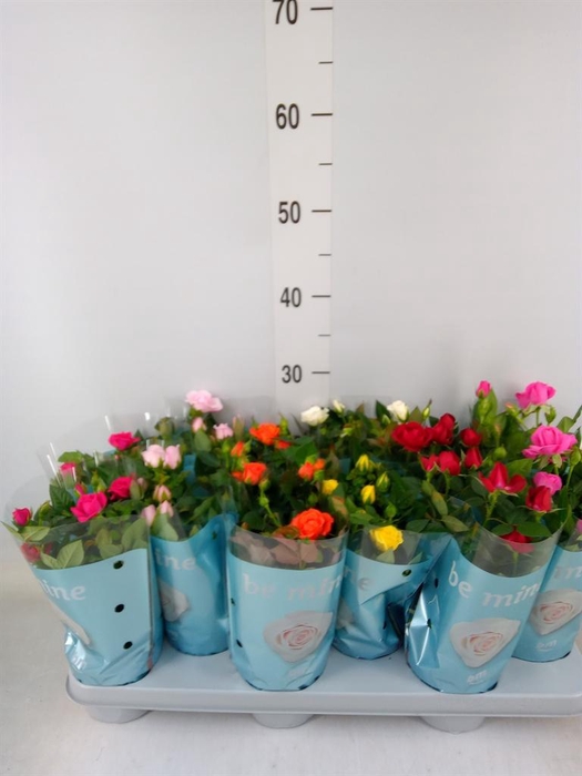 <h4>Rosa  'Beau Monde'   ...mix</h4>