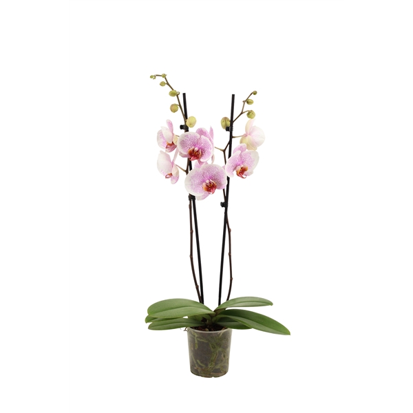 <h4>Phal Ursula 2T16+</h4>