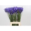 Agapanthus Blue Heaven