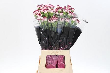 <h4>Di St Baccarat</h4>