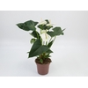 ANTHURIUM WHITE WINNER P15 BRANCO