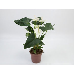 ANTHURIUM WHITE WINNER P15 BRANCO