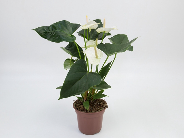 <h4>ANTHURIUM WHITE WINNER P15 BRANCO</h4>