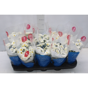 CRISANTEMO MINI P11 BRANCO