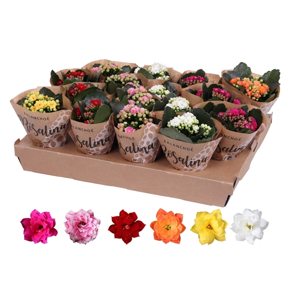 <h4>Kalanchoe Rosalina 06cm mix, papieren hoes</h4>