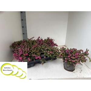 Eric Da Kramers Rote P12