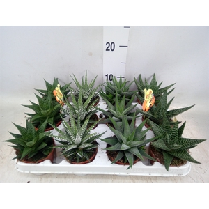 Haworthia   ...mix