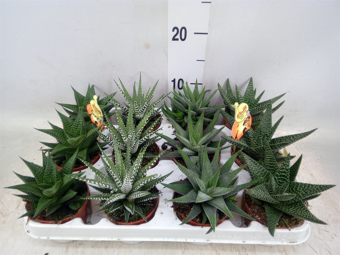 <h4>Haworthia   ...mix</h4>