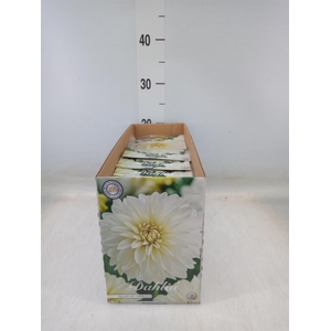 Dahlia   ...flowerbulbs