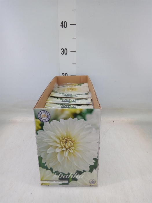 <h4>Dahlia   ...flowerbulbs</h4>