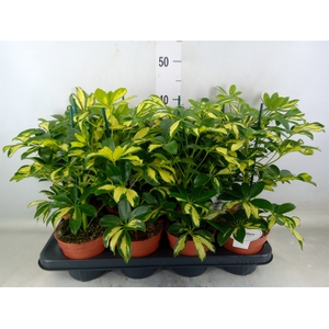 Schefflera arbor. 'Gerda'