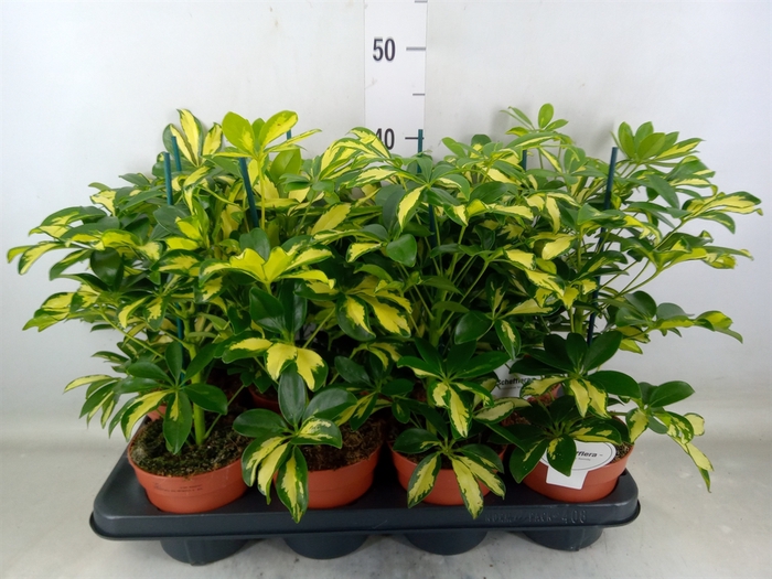 <h4>Schefflera arbor. 'Gerda'</h4>