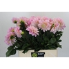 Dahlia Sweet Nathalie