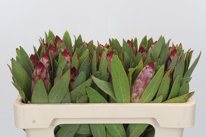 <h4>Protea Robijn</h4>