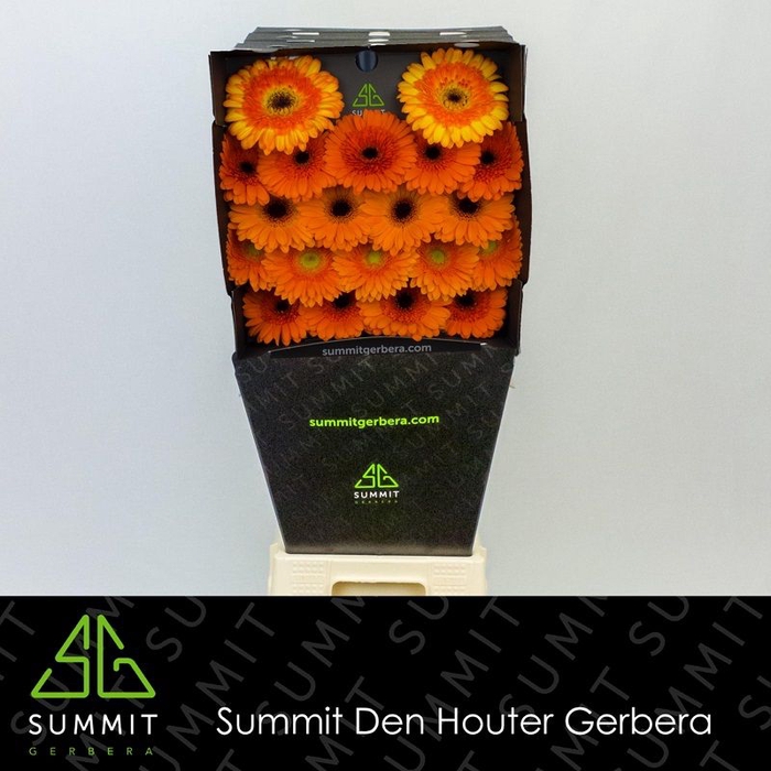 <h4>Germini Mix Orange Diamond</h4>