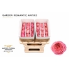 Rosa Garden Romantic Antike