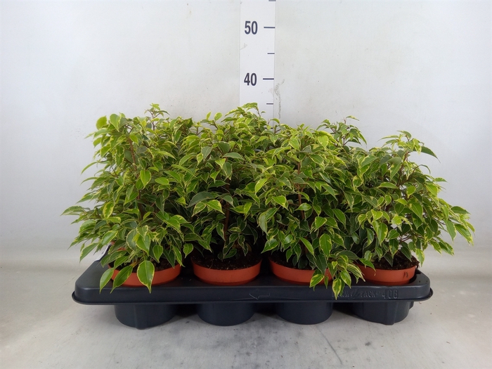 <h4>Ficus benja. 'Kinky'</h4>