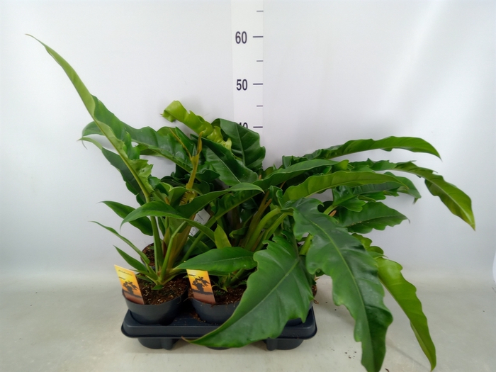 <h4>Philodendron  'Narrow Escape'</h4>