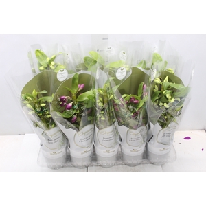 DENDROBIUM NOBILY P12