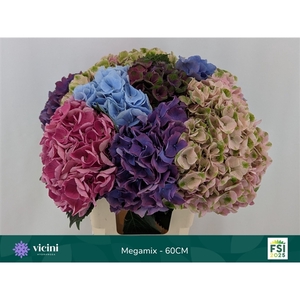 Hydr Megamix 60 cm Vicini