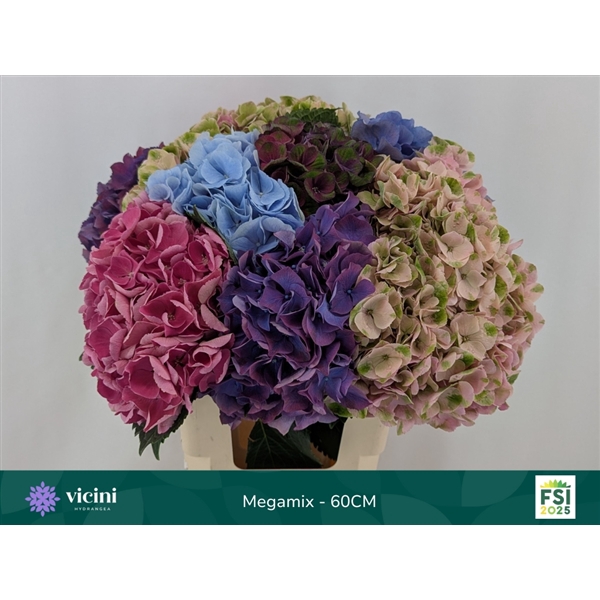 <h4>Hydr Megamix 60 cm Vicini</h4>