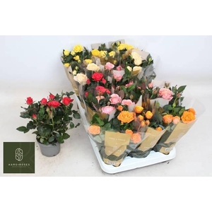 RO KORDAN GRANDE GEM