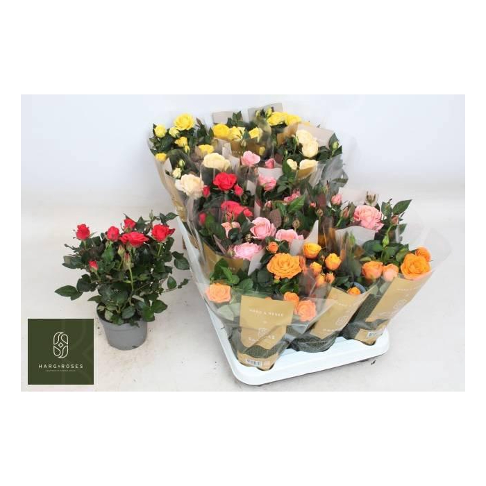 <h4>RO KORDAN GRANDE GEM</h4>