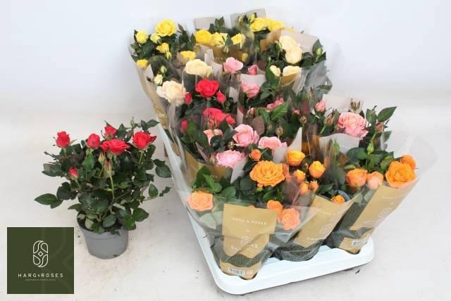 RO KORDAN GRANDE GEM