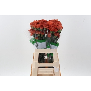 Di St Tinted Autumn Orange