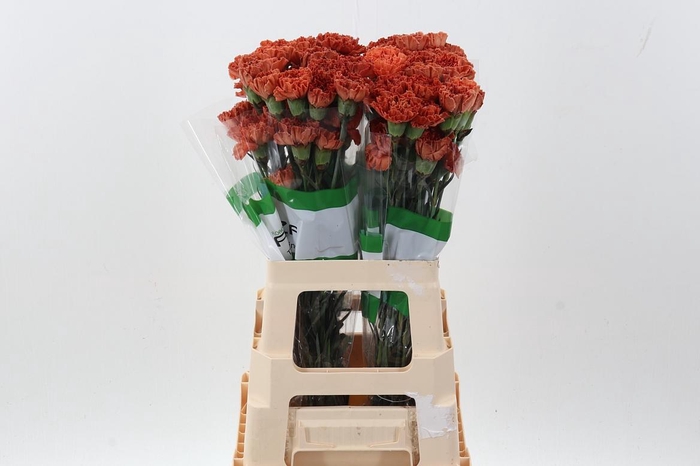 <h4>Di St Tinted Autumn Orange</h4>