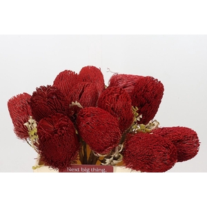 Banksia Speciosa Red Dry