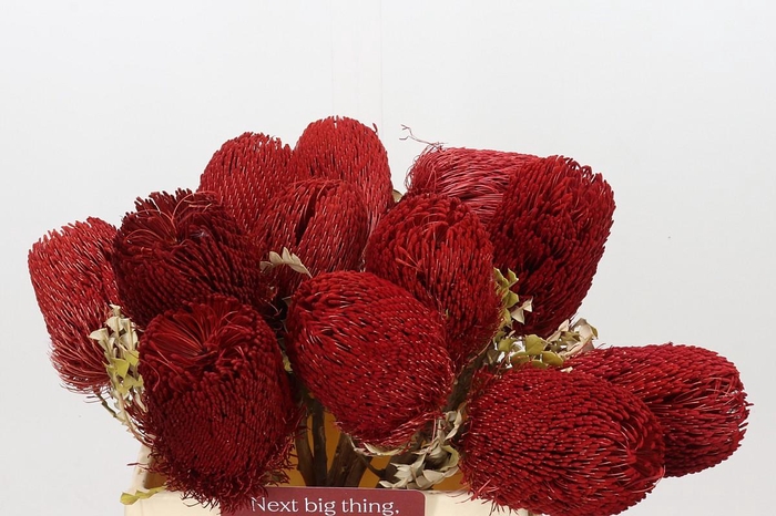<h4>Banksia Speciosa Red Dry</h4>