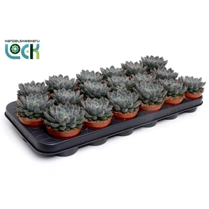 Echeveria Orion