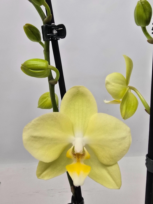 <h4>Limited 17 week 7</h4>