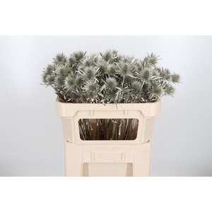 Eryn Supernova Kl Bh Platina