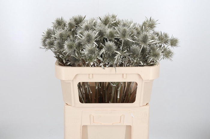 <h4>Eryn Supernova Kl Bh Platina</h4>