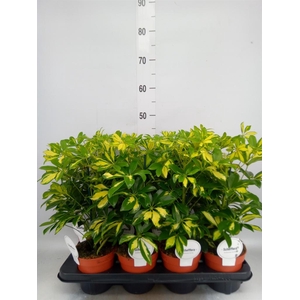 Schefflera arbor. 'Gerda'