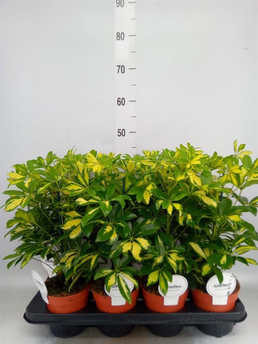 <h4>Schefflera arbor. 'Gerda'</h4>